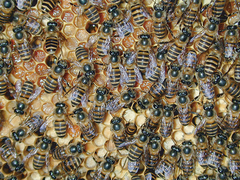 The Rhythm of the Hive - Why Quality Cannot Be Rushed?
