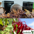 The Royal Sandalwood Green, Signature Rusiketha Ritual Tea 100g: Curating, arriving soon...