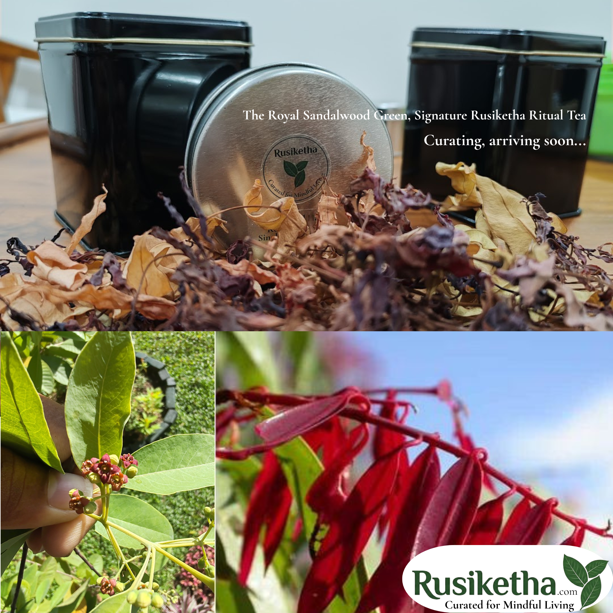 The Royal Sandalwood Green, Signature Rusiketha Ritual Tea 100g: Curating, arriving soon...